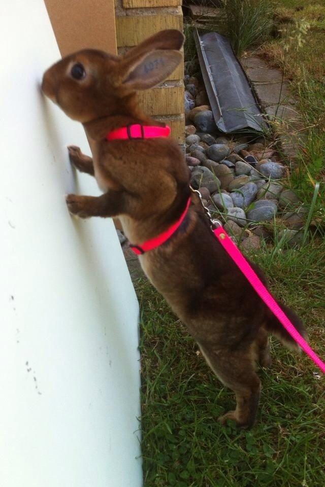 Kanin Hermelin Rex - Fritz billede 12