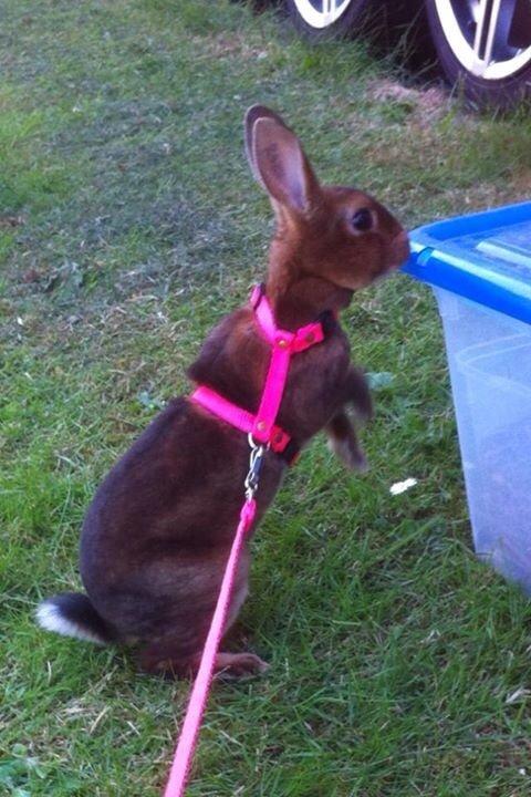 Kanin Hermelin Rex - Fritz billede 13