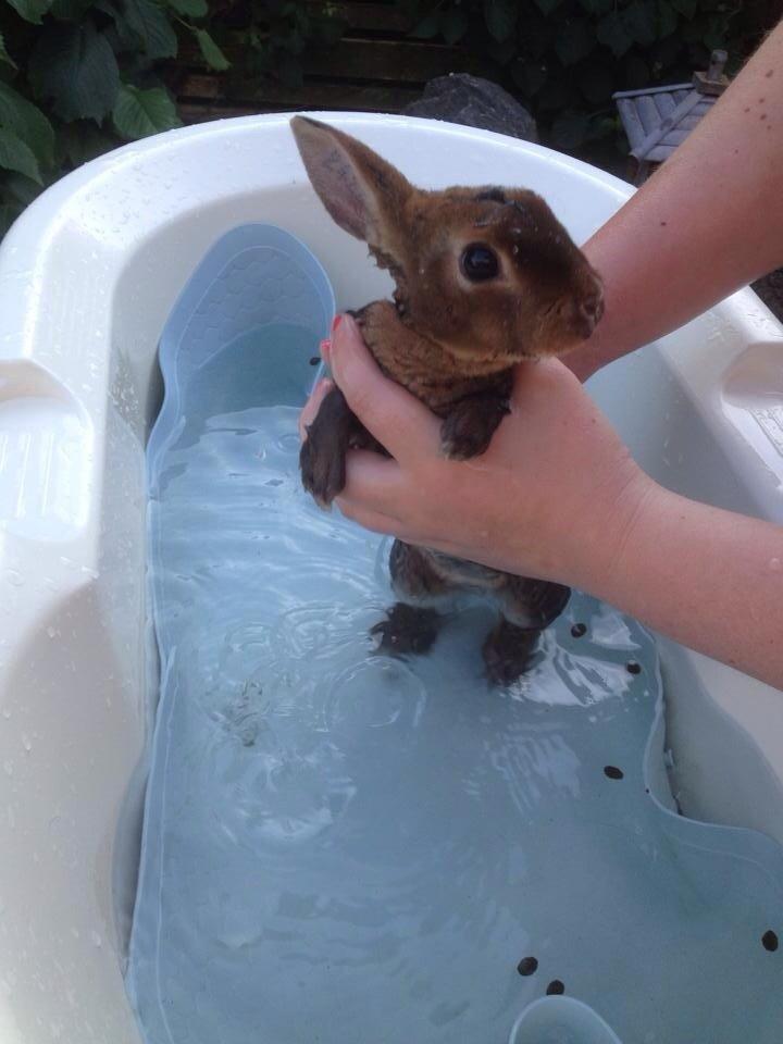 Kanin Hermelin Rex - Fritz billede 14