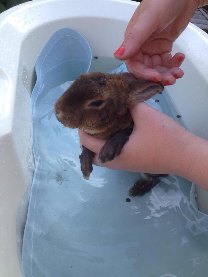 Kanin Hermelin Rex - Fritz billede 15