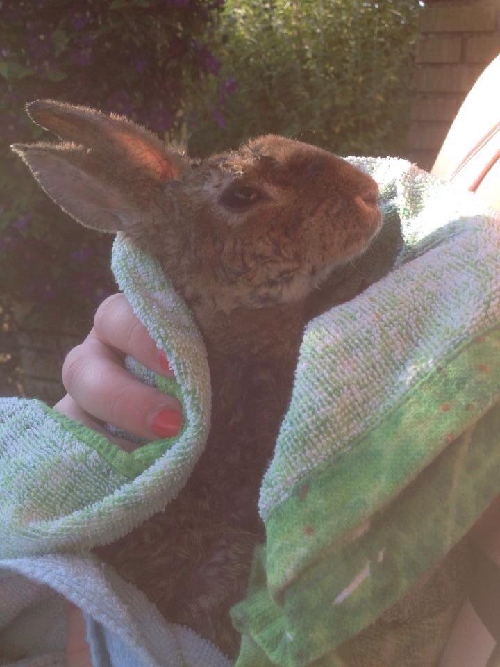 Kanin Hermelin Rex - Fritz billede 16