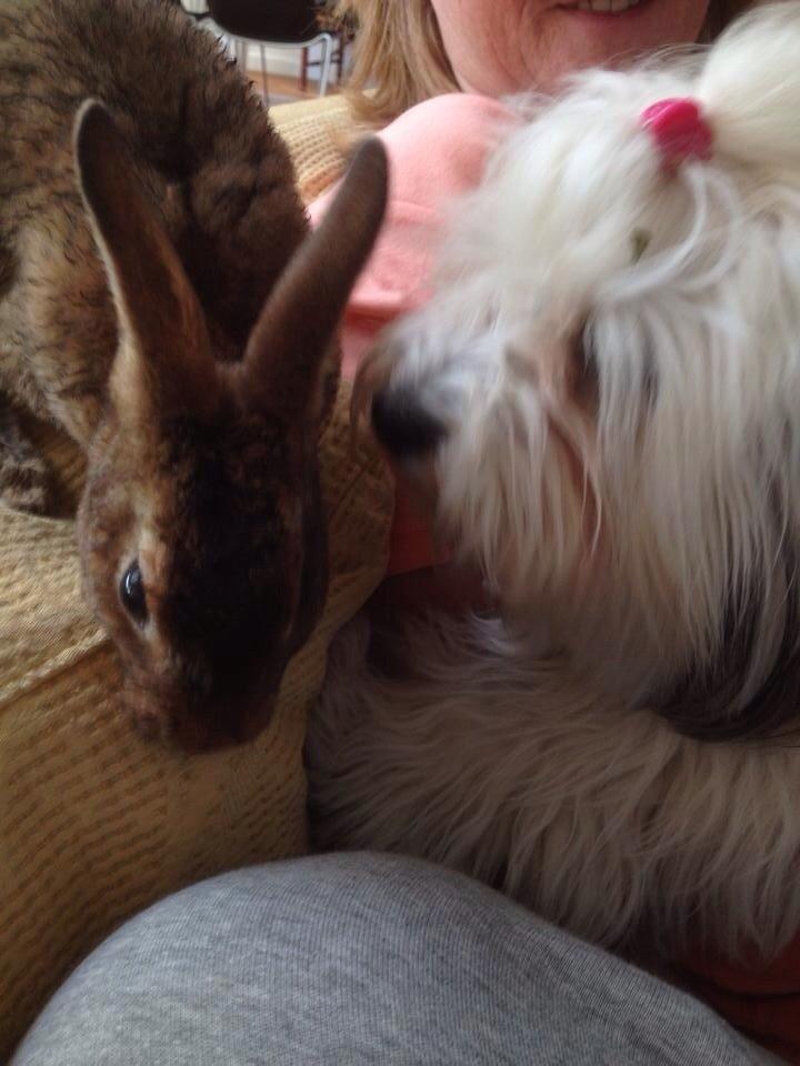 Kanin Hermelin Rex - Fritz billede 17