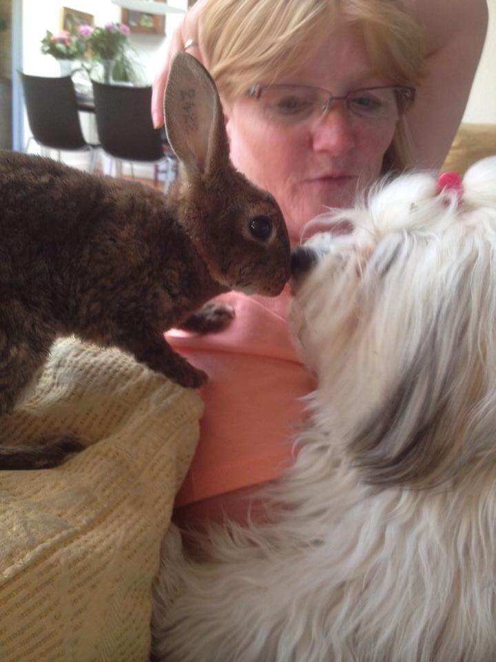 Kanin Hermelin Rex - Fritz billede 18