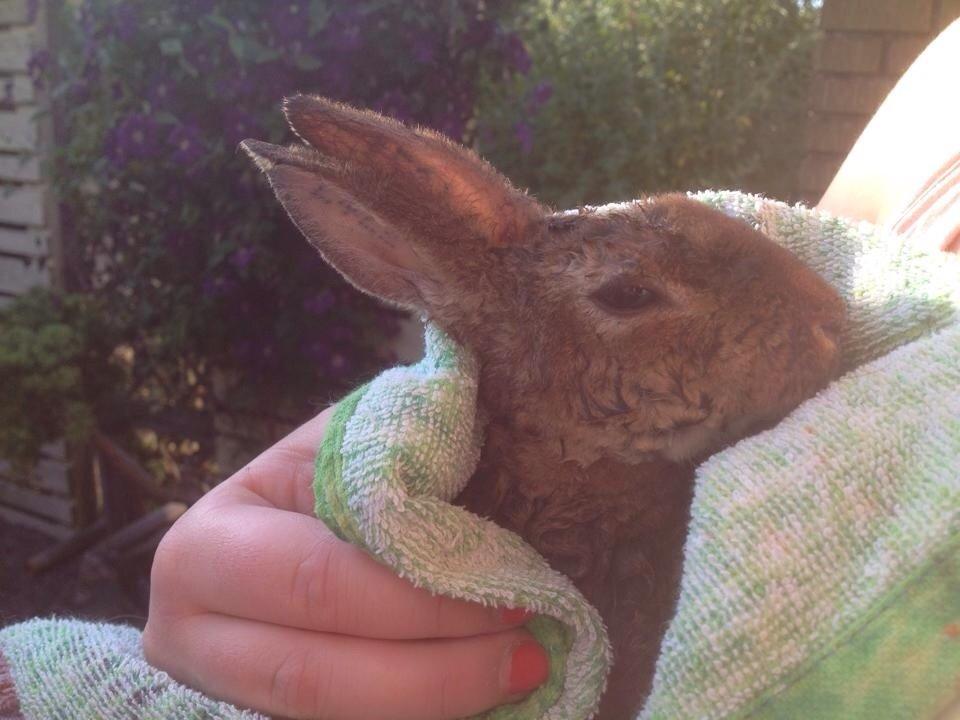 Kanin Hermelin Rex - Fritz billede 19