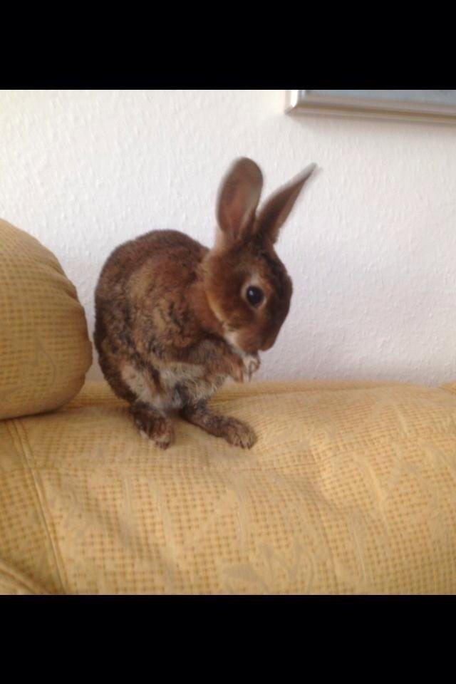 Kanin Hermelin Rex - Fritz billede 20