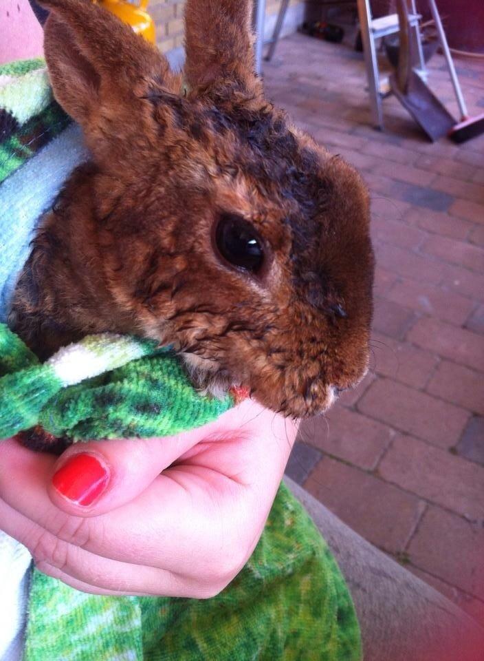 Kanin Hermelin Rex - Fritz billede 21