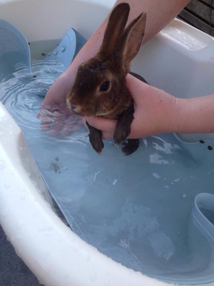 Kanin Hermelin Rex - Fritz billede 22