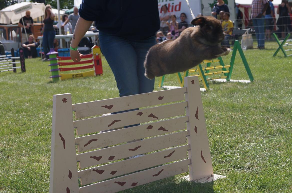 Kanin Riot's Life of Lucy † DØD 15.6.2014 † billede 25