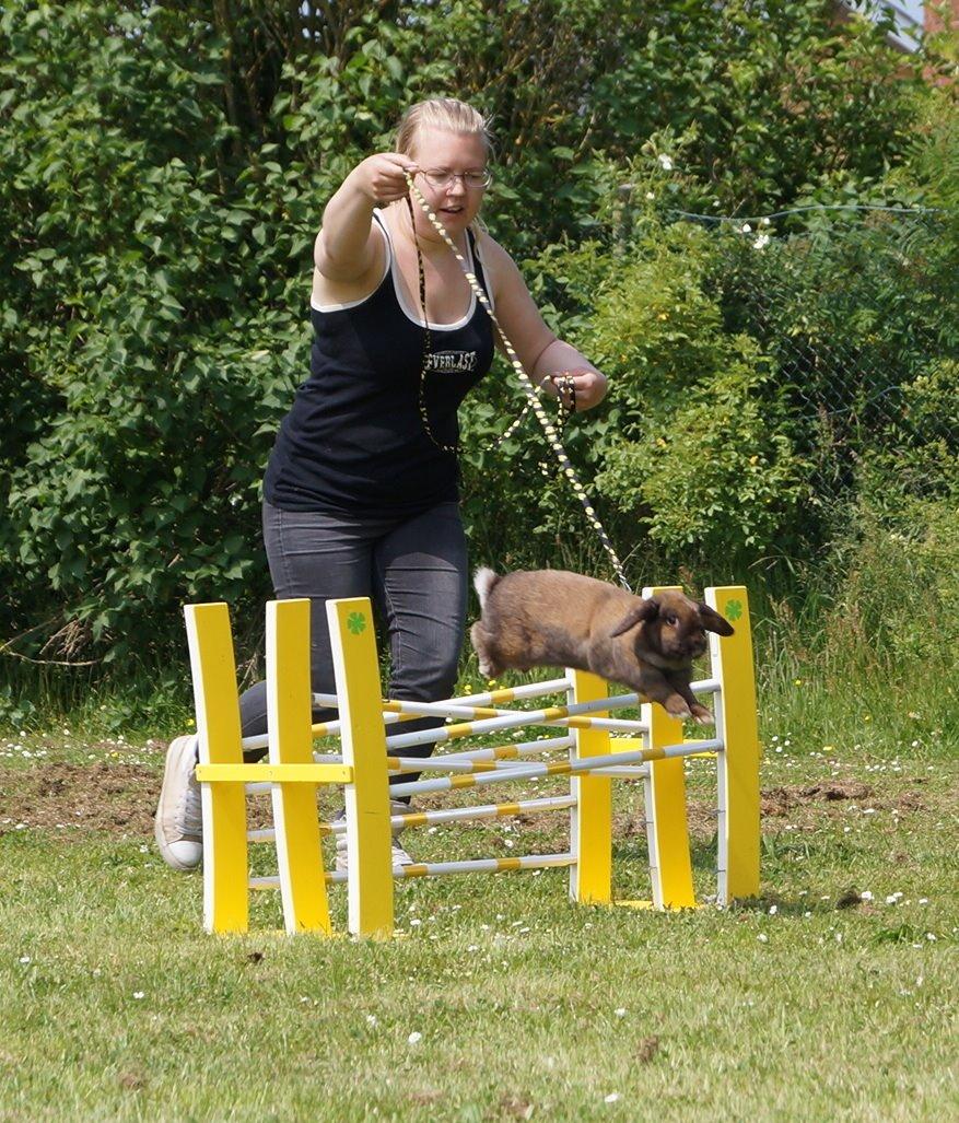 Kanin Riot's Life of Lucy † DØD 15.6.2014 † billede 28