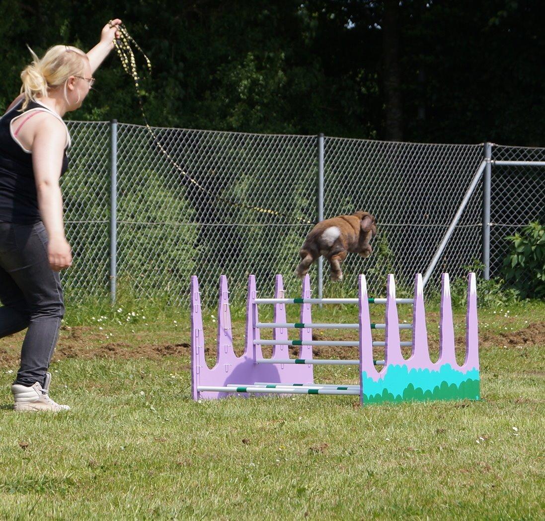 Kanin Riot's Life of Lucy † DØD 15.6.2014 † billede 31