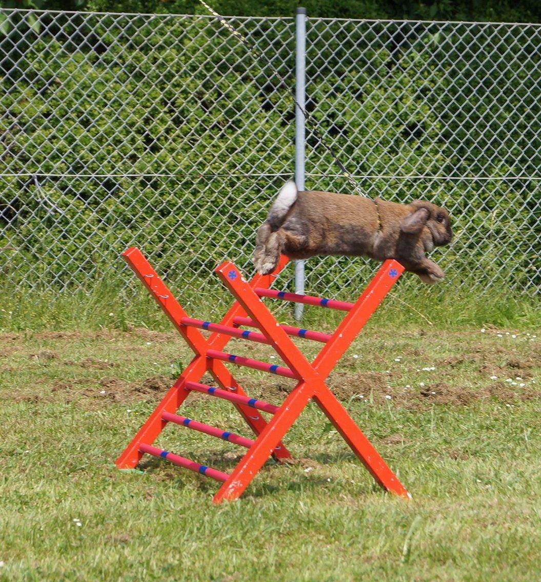 Kanin Riot's Life of Lucy † DØD 15.6.2014 † billede 30