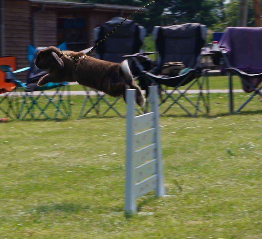 Kanin Riot's Life of Lucy † DØD 15.6.2014 † billede 37