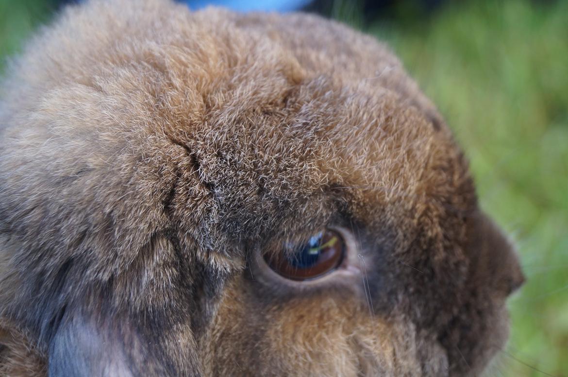 Kanin Riot's Life of Lucy † DØD 15.6.2014 † billede 39