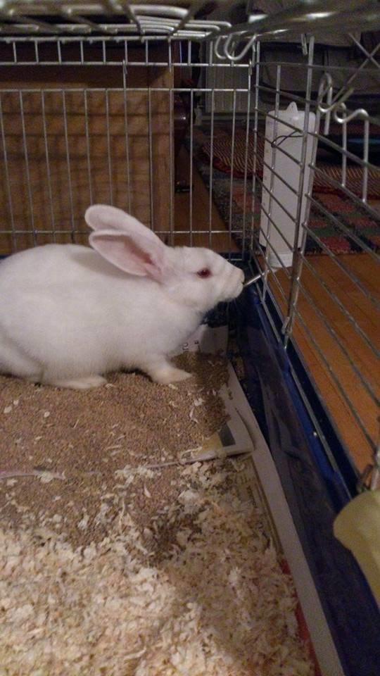 Kanin Olli billede 4