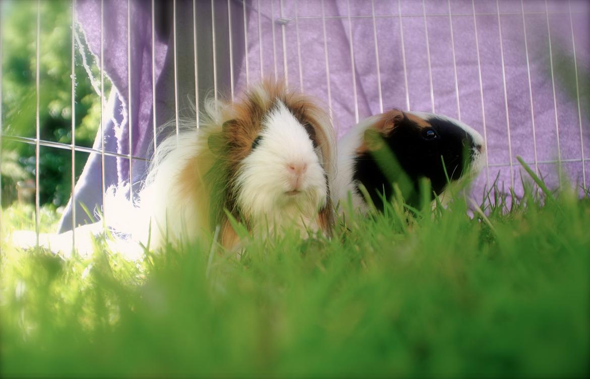 Marsvin | Mynte - Store Mynte <3 billede 1