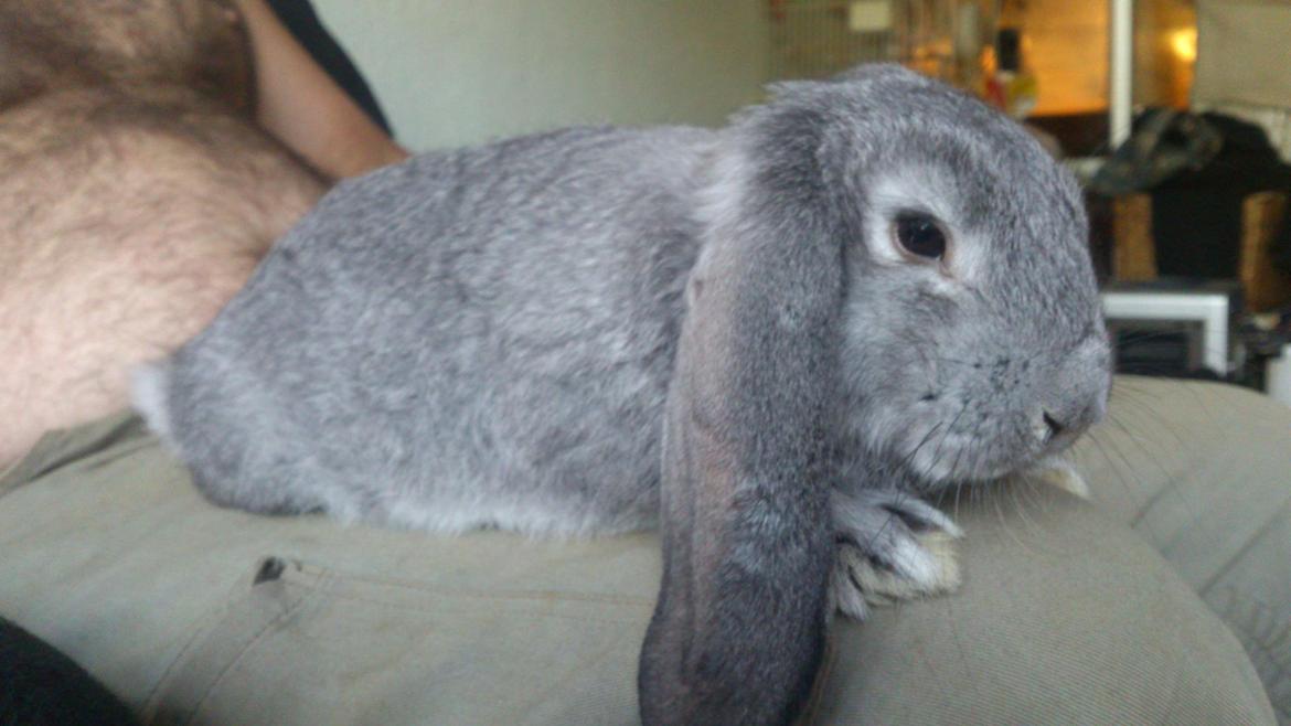 Kanin Zentas Abby billede 3