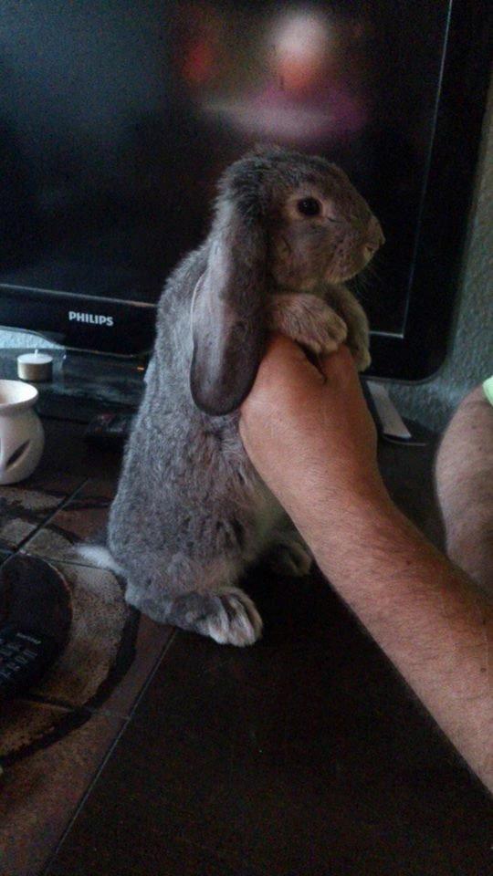 Kanin Zentas Abby billede 5