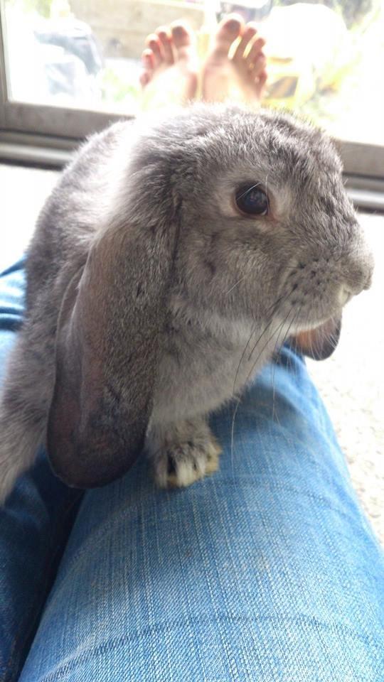 Kanin Zentas Abby billede 1