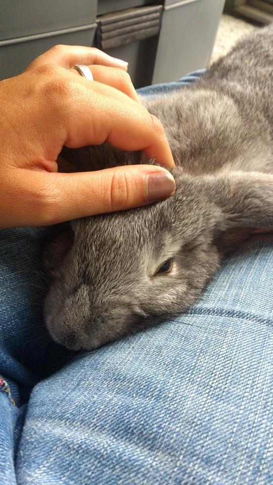 Kanin Zentas Abby billede 2