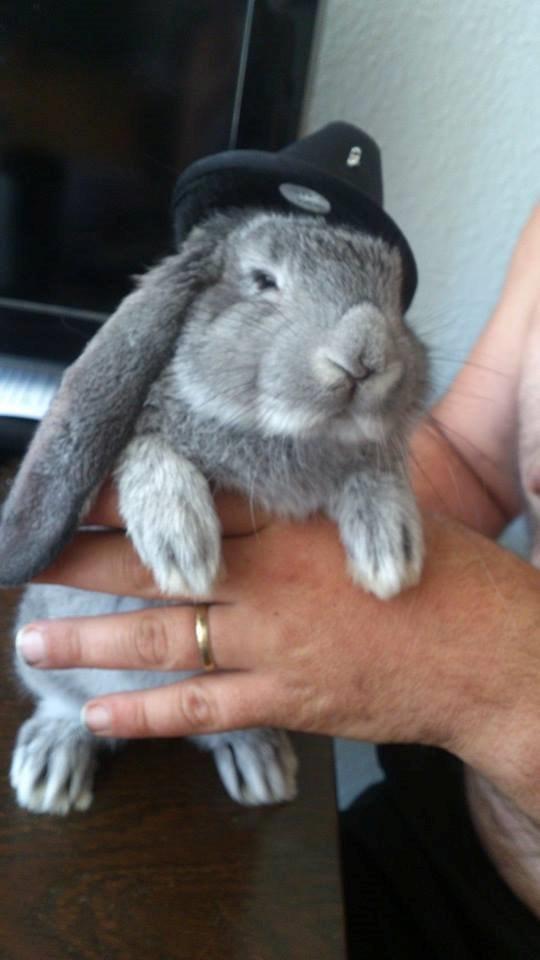 Kanin Zentas Abby billede 4