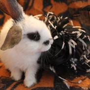 Kanin Vængs Jate Mesja Indie