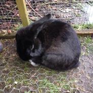 Kanin Nuller Nulsen Panduro