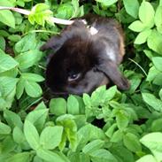 Kanin Nuller Nulsen Panduro