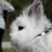 Kanin Jokers Playing Dangerous