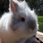 Kanin Jokers Playing Dangerous