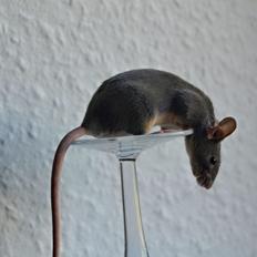 Mus Lux Biscuit [Himmelgnaver]