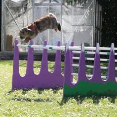 Kanin | Jordbærgårdens MaPi Pinky Ponken 