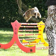 Kanin | Jordbærgårdens MaPi Pinky Ponken 