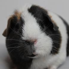 Marsvin SKsv-13 DKsvCH Creutzbergs Odessa B | Skilpadde hv