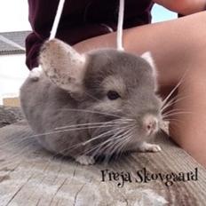 Chinchilla Charly
