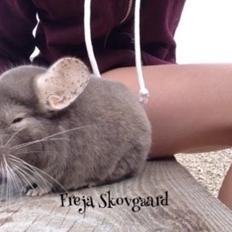 Chinchilla Charly
