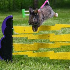 Kanin Picnic's Zombie