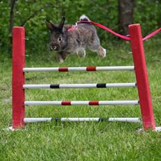 Kanin Picnic's Zombie