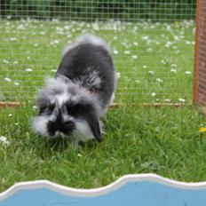 Kanin Stald Neas 1D Through The Dark af Malega