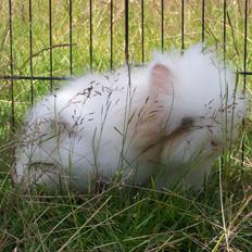 Kanin Emma von den pfotenvilla <3