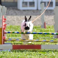 Kanin Kaninbandens Hero