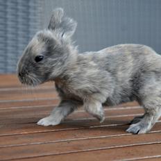 Kanin | Maboha's Mount Puncak Trikora