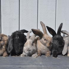 Kanin | Maboha's Mount Puncak Trikora
