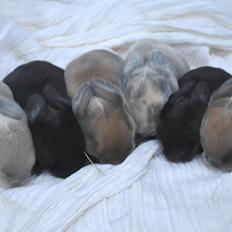 Kanin | Maboha's Mount Puncak Trikora