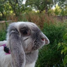 Kanin Moens Fairytale