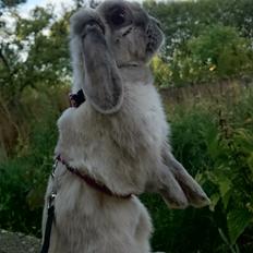 Kanin Moens Fairytale