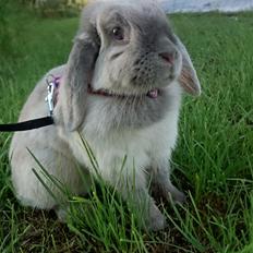 Kanin Moens Fairytale