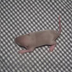 Tamrotte Donau's Felina