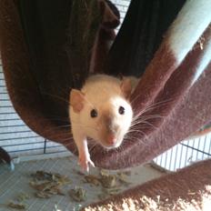 Tamrotte Donau's Felina