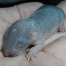 Tamrotte NJD's Puerto Princesa