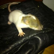 Tamrotte Doubletrouble Rats Moonlight Speciel